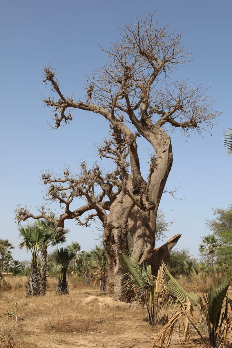 6. Désert de baobabs sur la route de Saint Louis