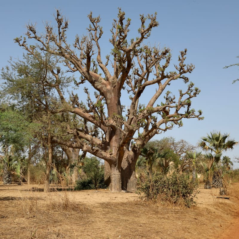 6. Désert de baobabs sur la route de Saint Louis