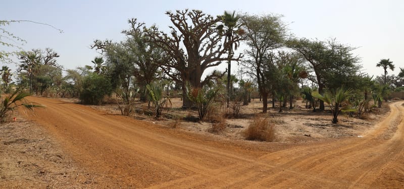 6. Désert de baobabs sur la route de Saint Louis