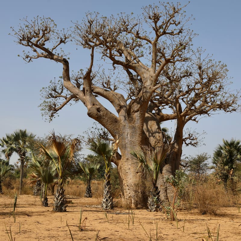 6. Désert de baobabs sur la route de Saint Louis