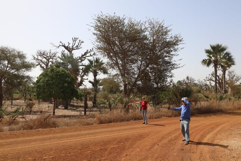 6. Désert de baobabs sur la route de Saint Louis