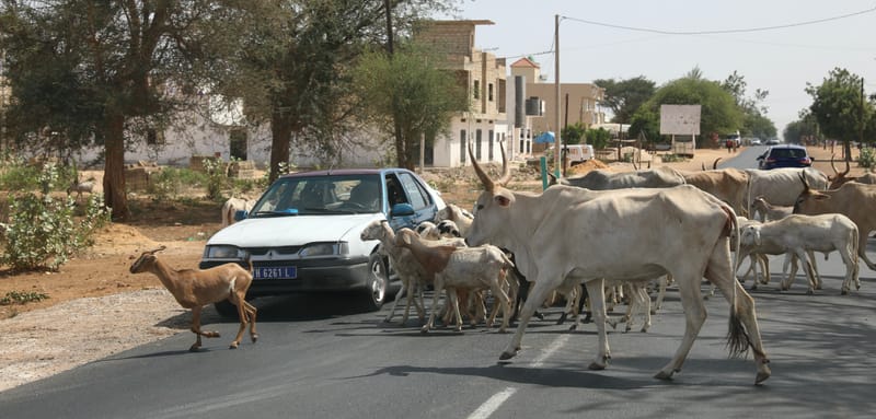 6. Désert de baobabs sur la route de Saint Louis