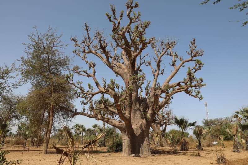 6. Désert de baobabs sur la route de Saint Louis