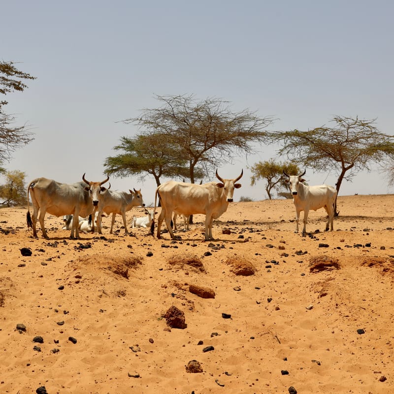 6. Désert de baobabs sur la route de Saint Louis