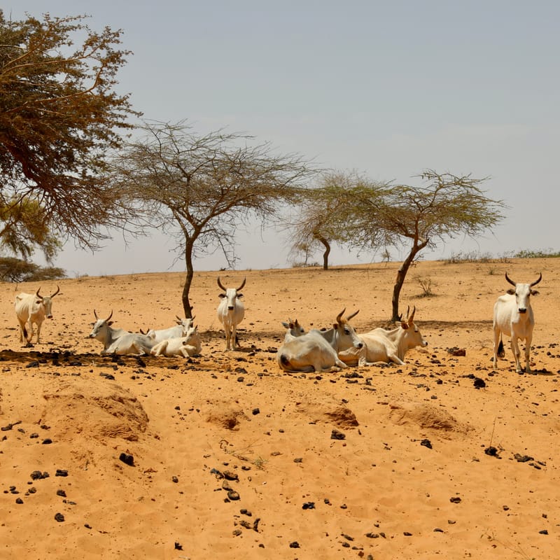 6. Désert de baobabs sur la route de Saint Louis