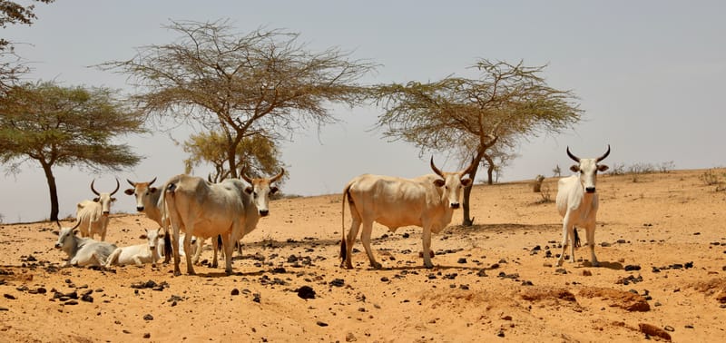 6. Désert de baobabs sur la route de Saint Louis