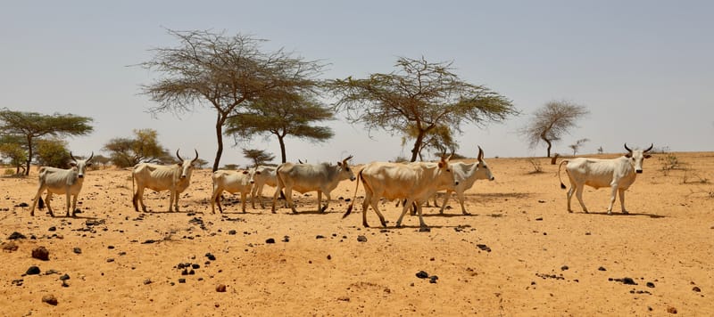 6. Désert de baobabs sur la route de Saint Louis