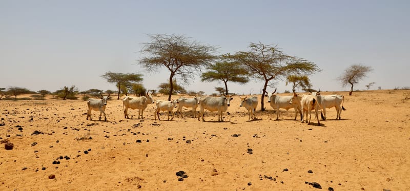6. Désert de baobabs sur la route de Saint Louis