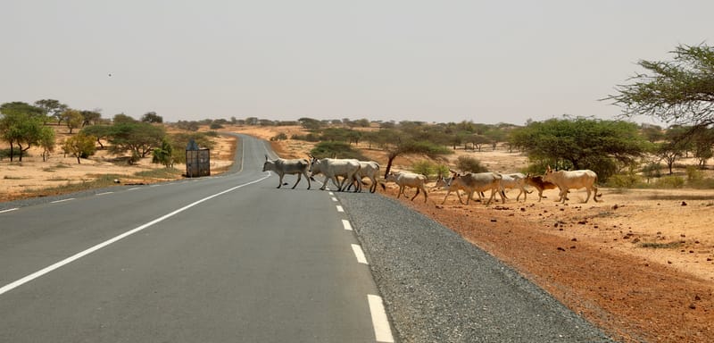 6. Désert de baobabs sur la route de Saint Louis