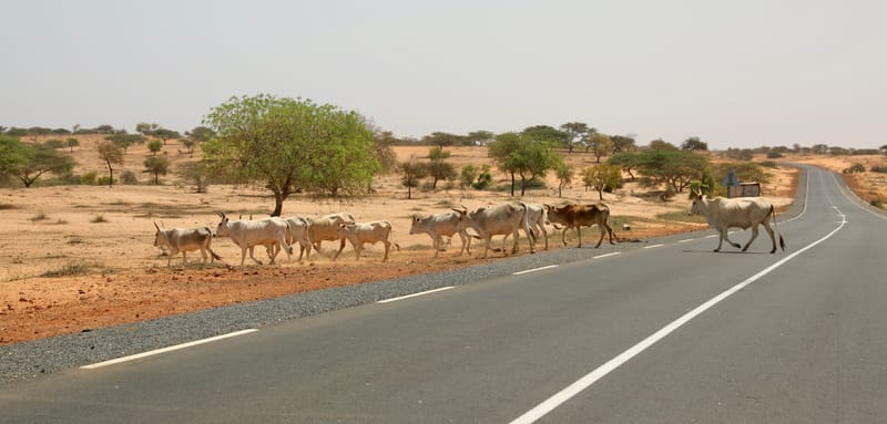 6. Désert de baobabs sur la route de Saint Louis
