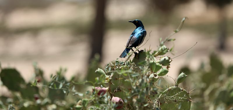 6. Désert de baobabs sur la route de Saint Louis