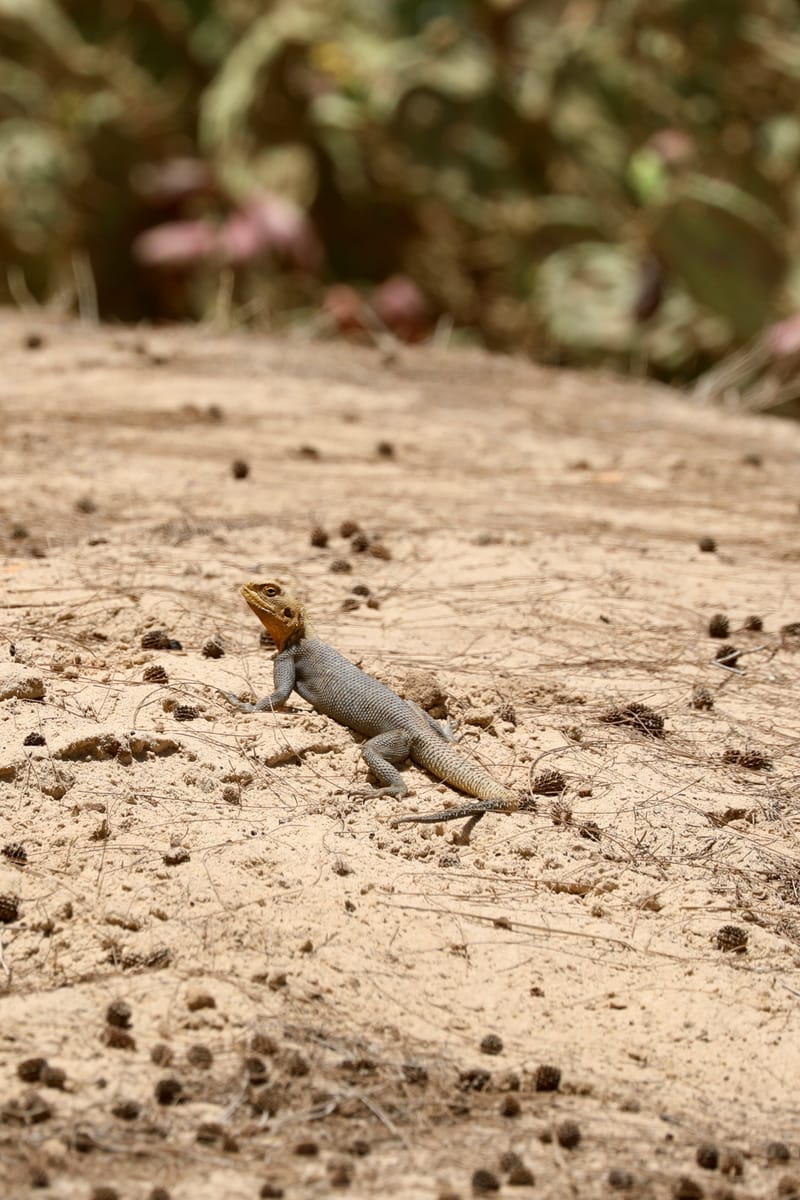 6. Désert de baobabs sur la route de Saint Louis