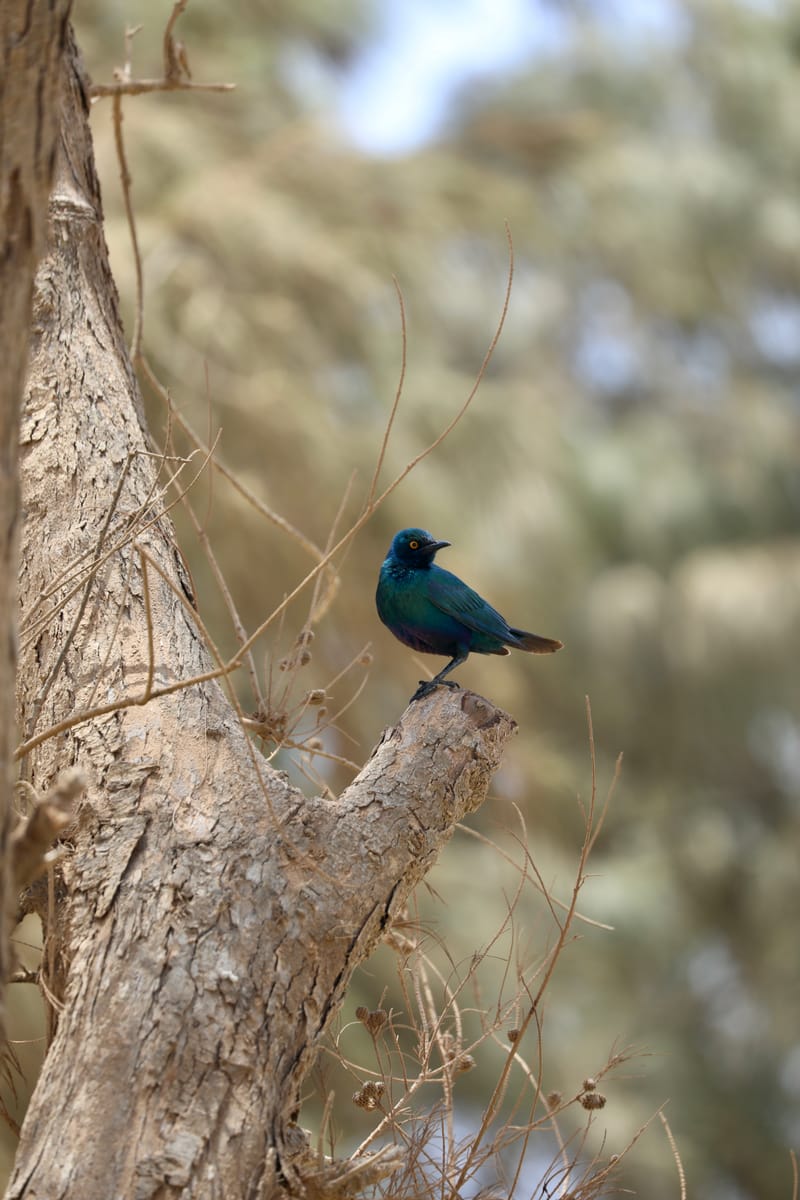 6. Désert de baobabs sur la route de Saint Louis