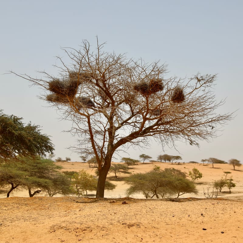 6. Désert de baobabs sur la route de Saint Louis