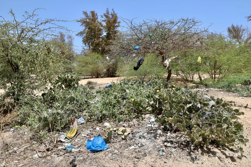 6. Désert de baobabs sur la route de Saint Louis