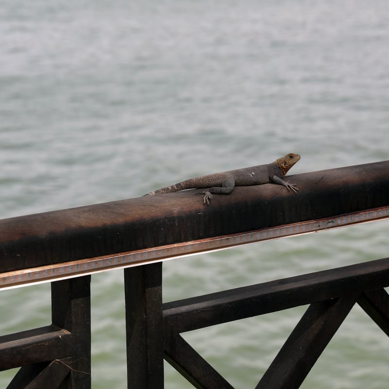 7. SAINT LOUIS 1 : Centre Ville et pont Faidherbe