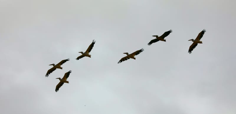 8. SAINT LOUIS 2 : Le Parc National de la Langue de Barbarie (île aux oiseaux)