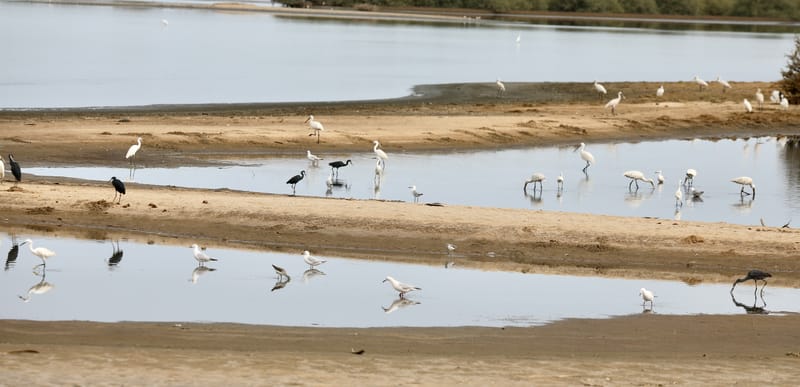 8. SAINT LOUIS 2 : Le Parc National de la Langue de Barbarie (île aux oiseaux)