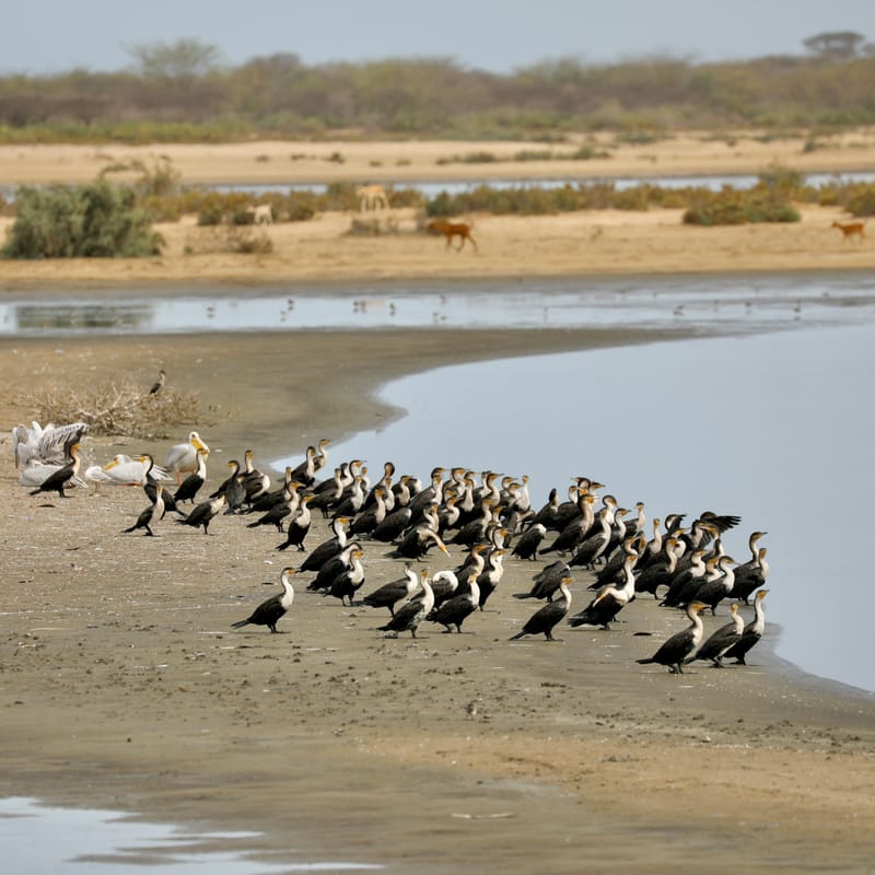 8. SAINT LOUIS 2 : Le Parc National de la Langue de Barbarie (île aux oiseaux)