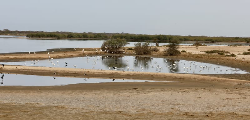 8. SAINT LOUIS 2 : Le Parc National de la Langue de Barbarie (île aux oiseaux)