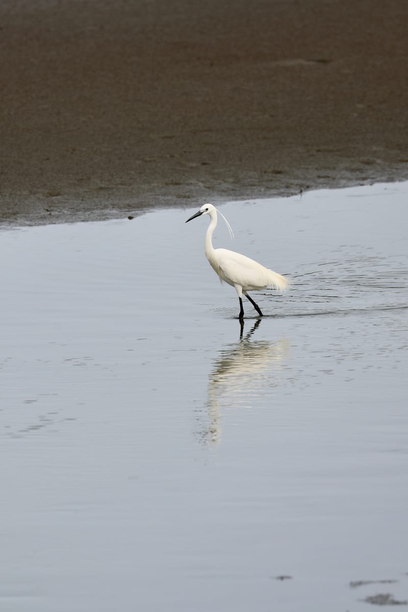 8. SAINT LOUIS 2 : Le Parc National de la Langue de Barbarie (île aux oiseaux)