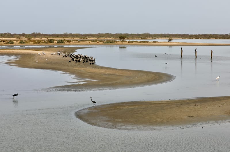 8. SAINT LOUIS 2 : Le Parc National de la Langue de Barbarie (île aux oiseaux)