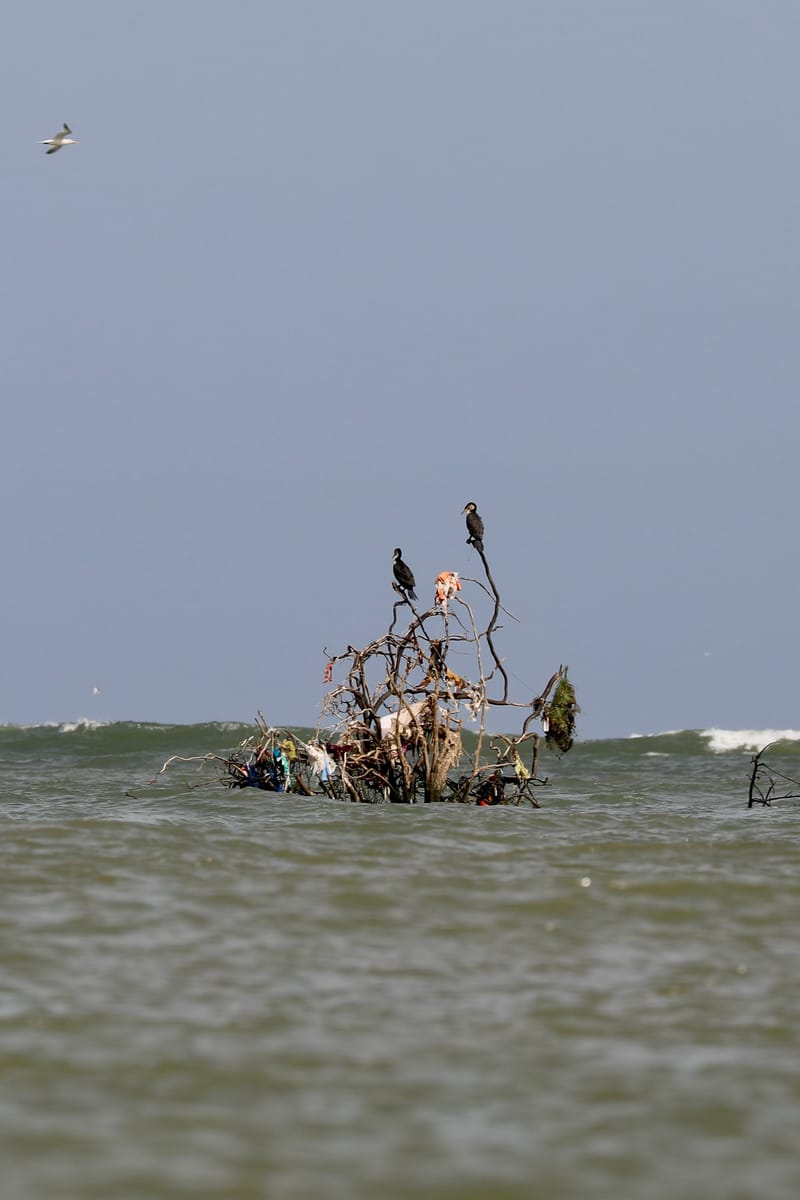 8. SAINT LOUIS 2 : Le Parc National de la Langue de Barbarie (île aux oiseaux)
