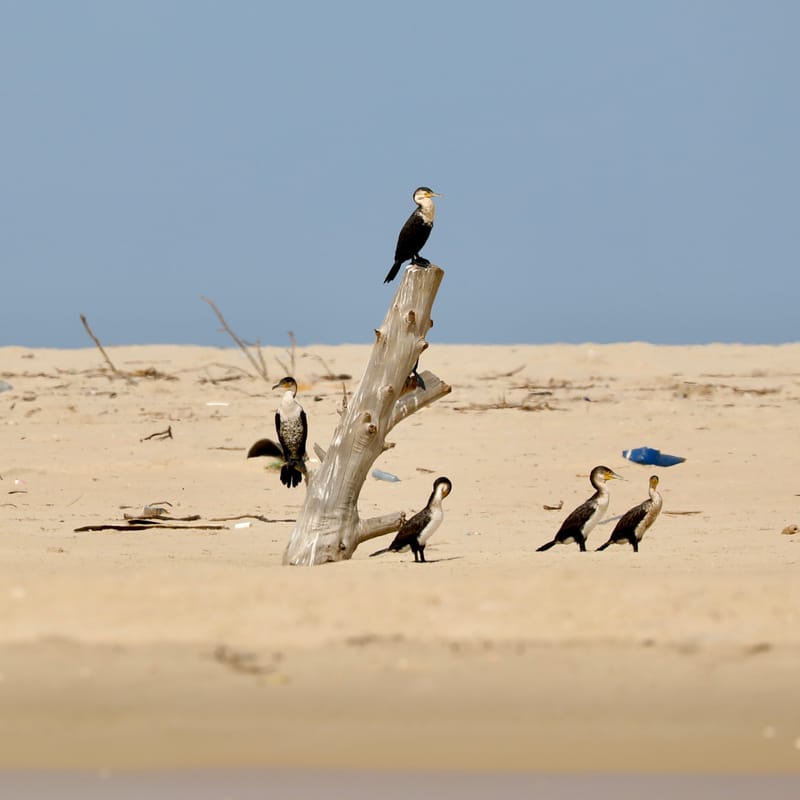 8. SAINT LOUIS 2 : Le Parc National de la Langue de Barbarie (île aux oiseaux)