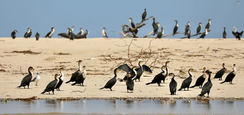 8. SAINT LOUIS 2 : Le Parc National de la Langue de Barbarie (île aux oiseaux)