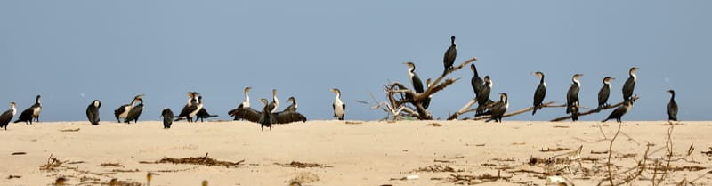 8. SAINT LOUIS 2 : Le Parc National de la Langue de Barbarie (île aux oiseaux)