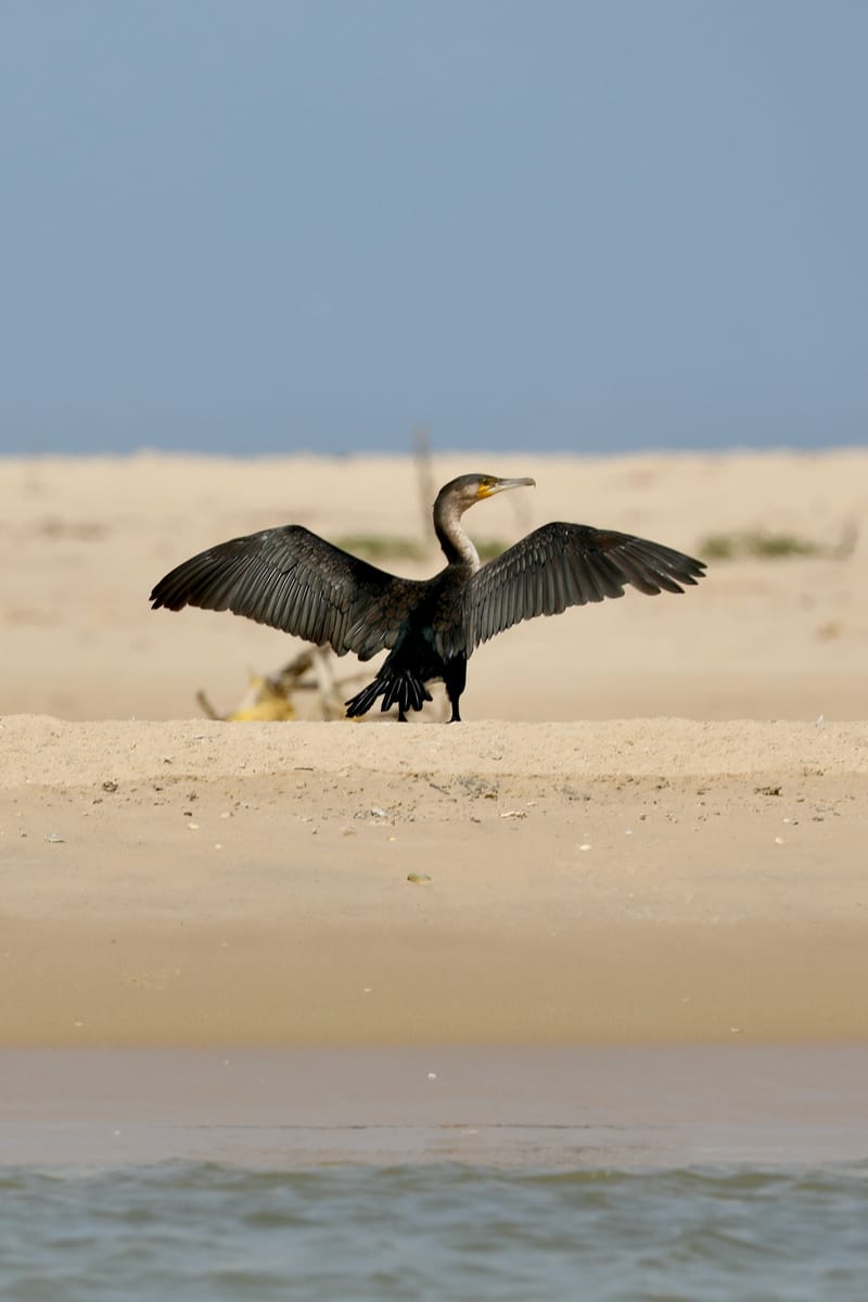 8. SAINT LOUIS 2 : Le Parc National de la Langue de Barbarie (île aux oiseaux)