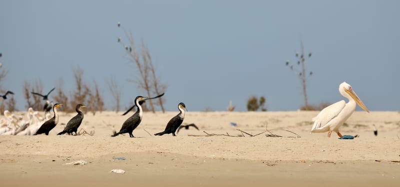 8. SAINT LOUIS 2 : Le Parc National de la Langue de Barbarie (île aux oiseaux)