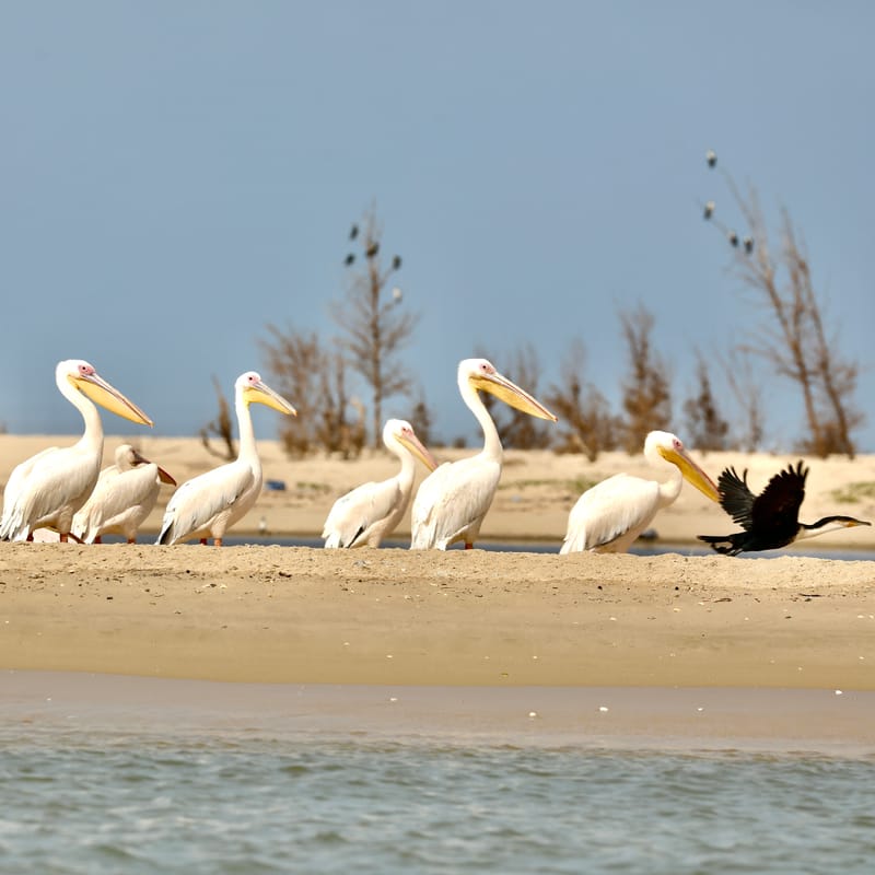 8. SAINT LOUIS 2 : Le Parc National de la Langue de Barbarie (île aux oiseaux)