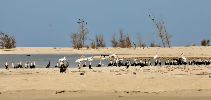 8. SAINT LOUIS 2 : Le Parc National de la Langue de Barbarie (île aux oiseaux)