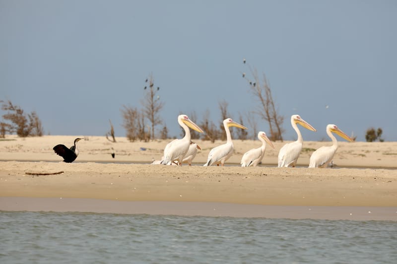 8. SAINT LOUIS 2 : Le Parc National de la Langue de Barbarie (île aux oiseaux)