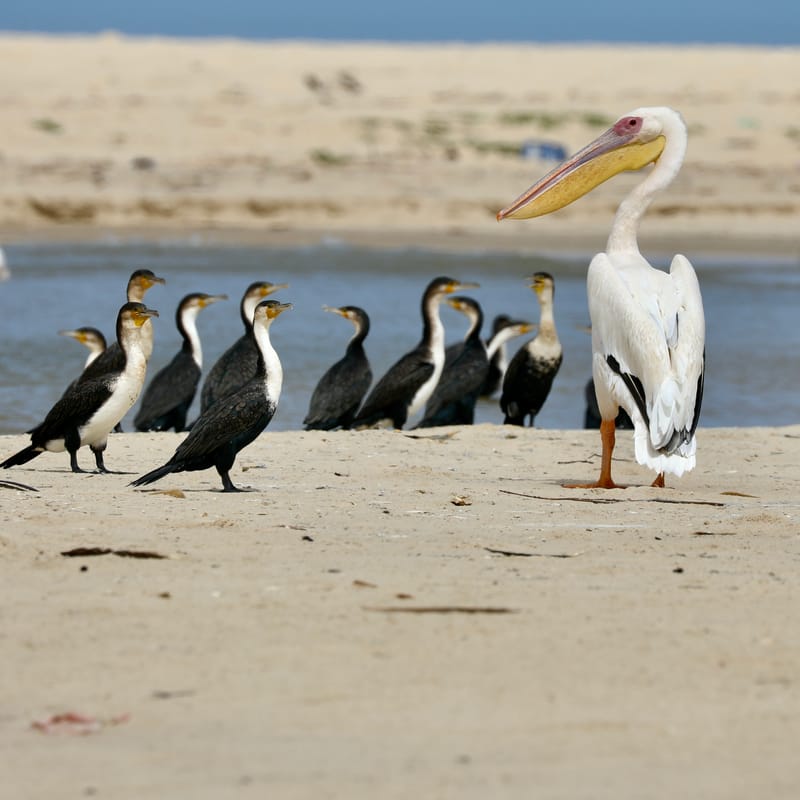 8. SAINT LOUIS 2 : Le Parc National de la Langue de Barbarie (île aux oiseaux)