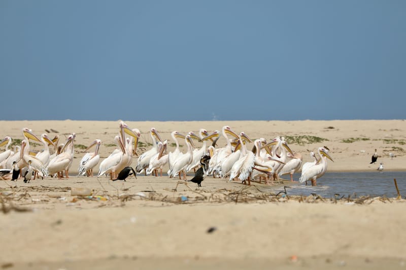 8. SAINT LOUIS 2 : Le Parc National de la Langue de Barbarie (île aux oiseaux)