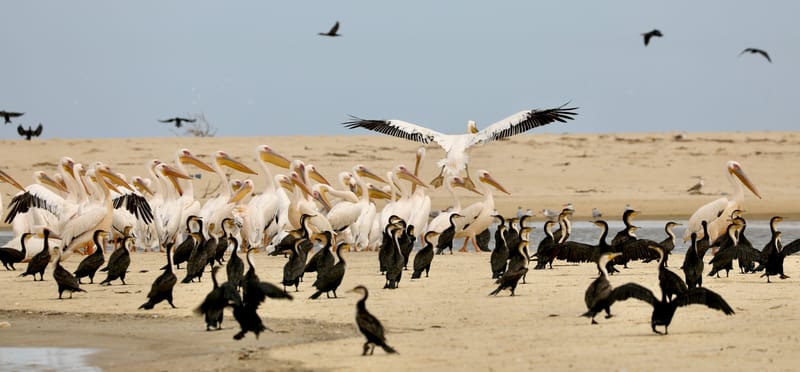 8. SAINT LOUIS 2 : Le Parc National de la Langue de Barbarie (île aux oiseaux)