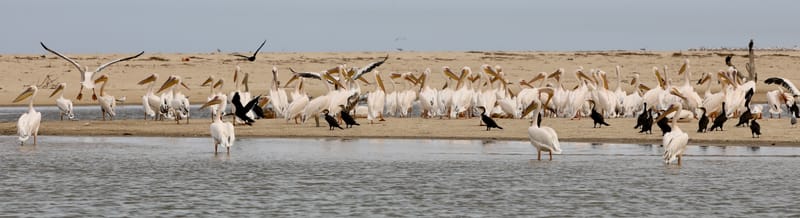 8. SAINT LOUIS 2 : Le Parc National de la Langue de Barbarie (île aux oiseaux)
