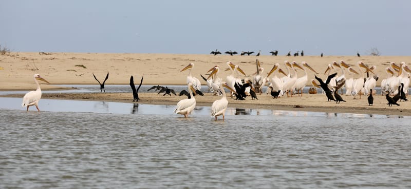 8. SAINT LOUIS 2 : Le Parc National de la Langue de Barbarie (île aux oiseaux)