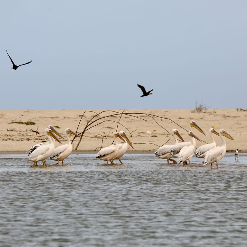 8. SAINT LOUIS 2 : Le Parc National de la Langue de Barbarie (île aux oiseaux)