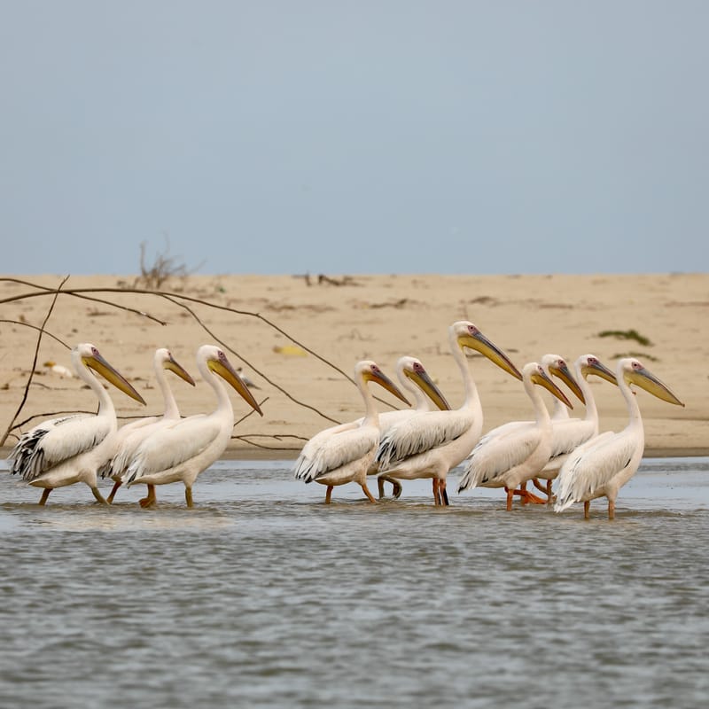 8. SAINT LOUIS 2 : Le Parc National de la Langue de Barbarie (île aux oiseaux)