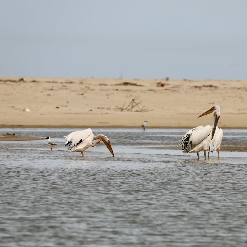8. SAINT LOUIS 2 : Le Parc National de la Langue de Barbarie (île aux oiseaux)
