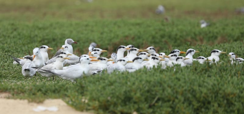 8. SAINT LOUIS 2 : Le Parc National de la Langue de Barbarie (île aux oiseaux)