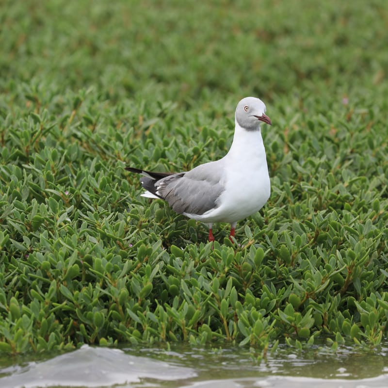 8. SAINT LOUIS 2 : Le Parc National de la Langue de Barbarie (île aux oiseaux)