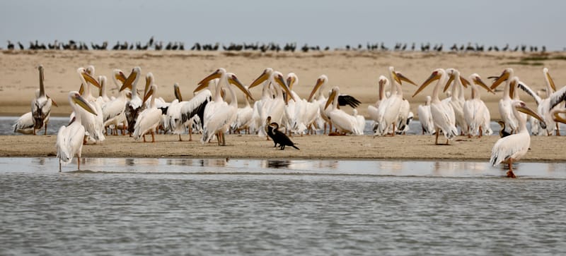 8. SAINT LOUIS 2 : Le Parc National de la Langue de Barbarie (île aux oiseaux)