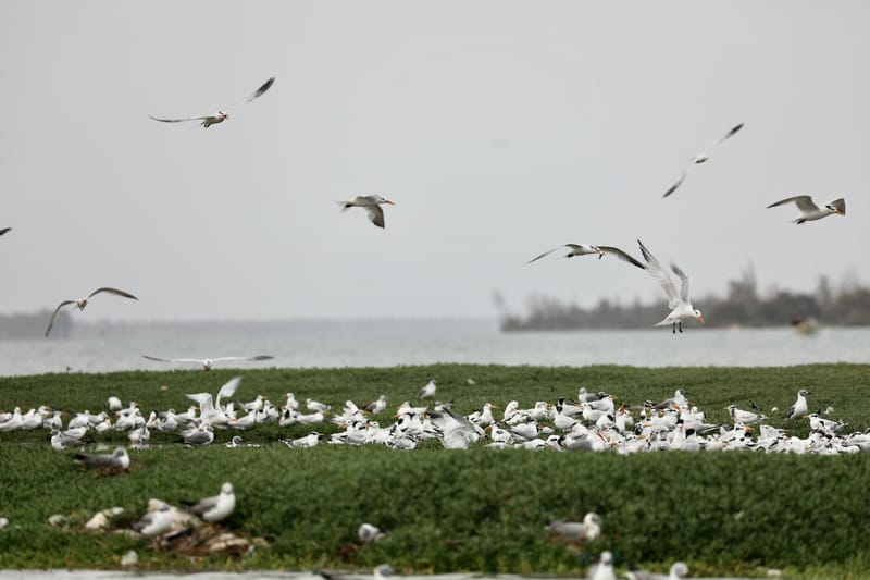 8. SAINT LOUIS 2 : Le Parc National de la Langue de Barbarie (île aux oiseaux)