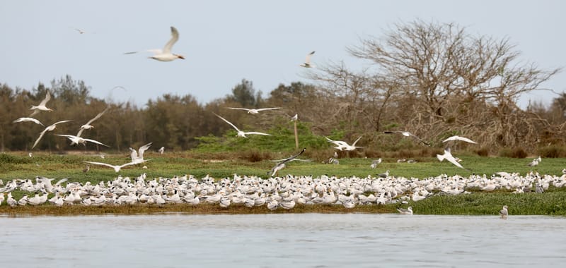 8. SAINT LOUIS 2 : Le Parc National de la Langue de Barbarie (île aux oiseaux)