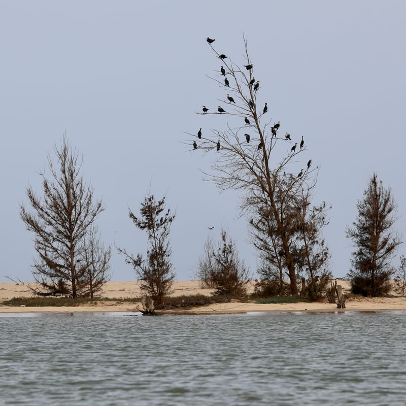 8. SAINT LOUIS 2 : Le Parc National de la Langue de Barbarie (île aux oiseaux)