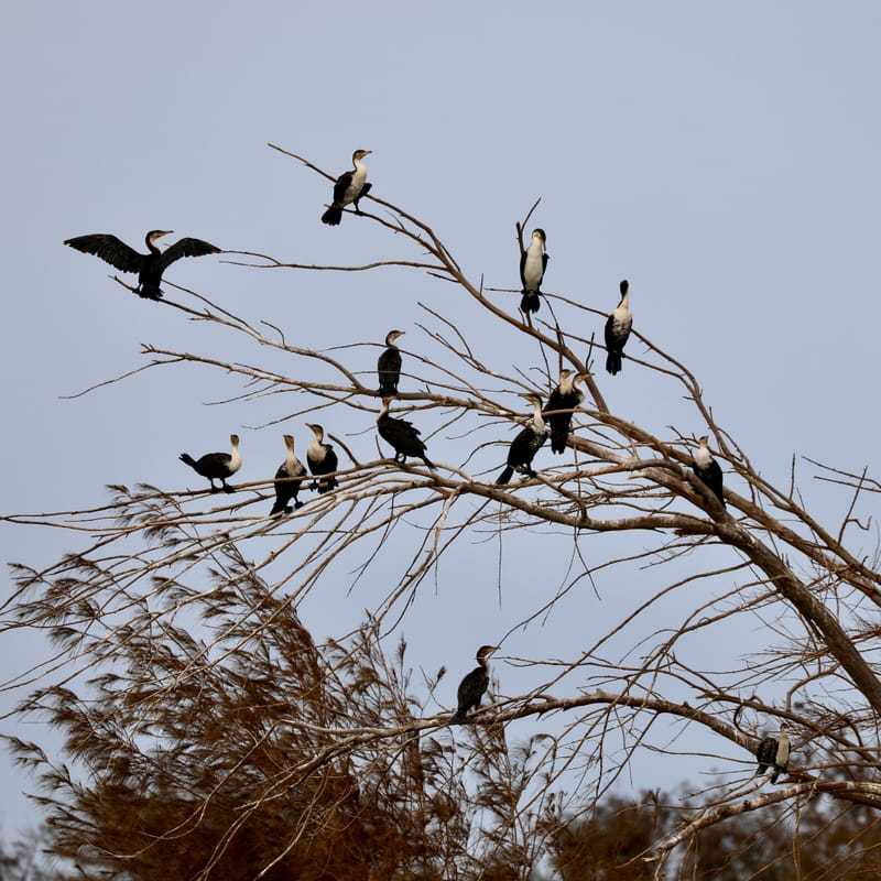 8. SAINT LOUIS 2 : Le Parc National de la Langue de Barbarie (île aux oiseaux)